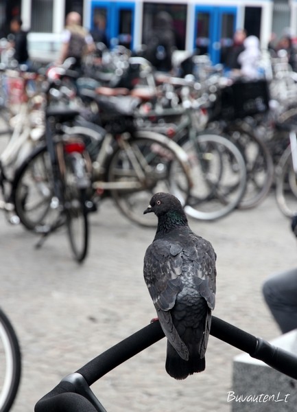 Amsterdamas00018.jpg
