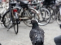 Amsterdamas00018.jpg
